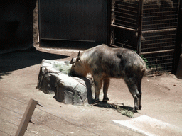 Gnu at San Diego Zoo