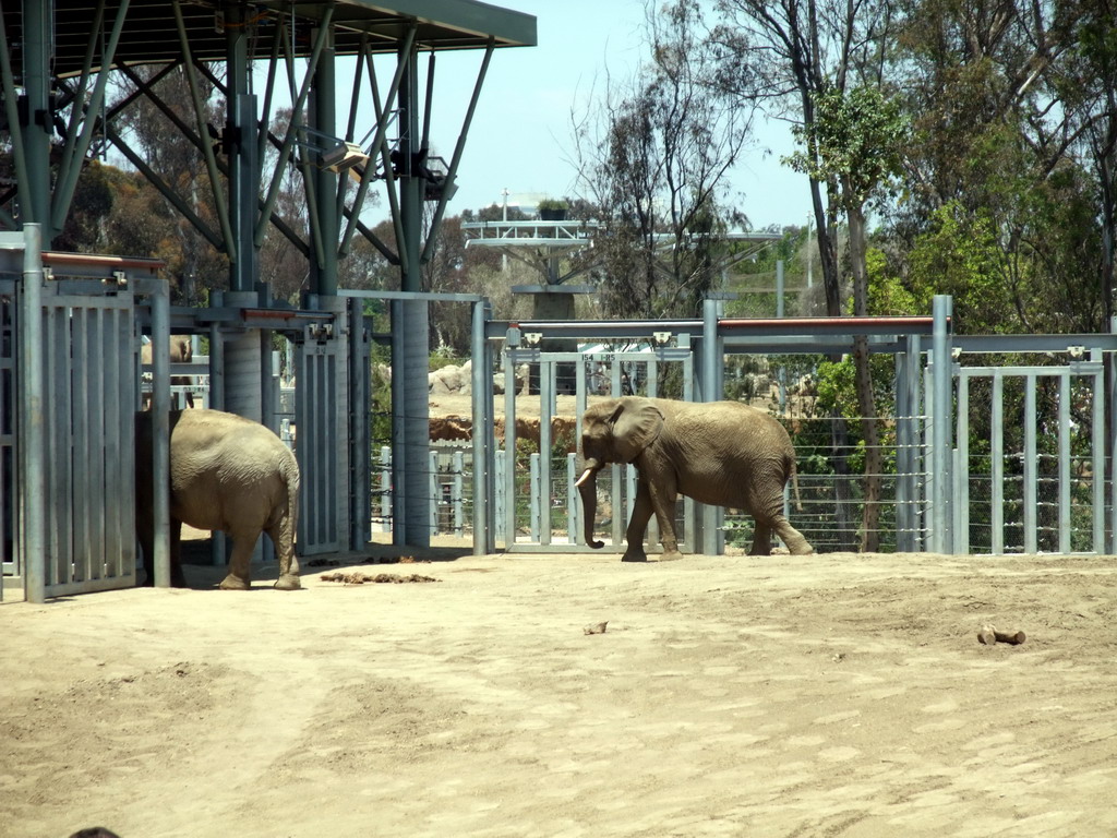 Elephants at San Diego Zoo