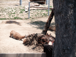 Llamas at San Diego Zoo