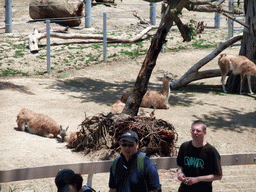 Llamas at San Diego Zoo
