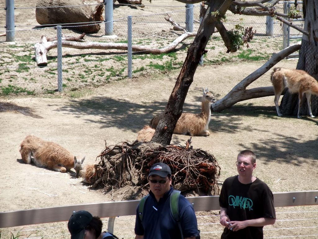 Llamas at San Diego Zoo