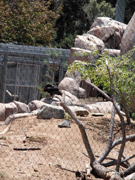 Vulture at San Diego Zoo