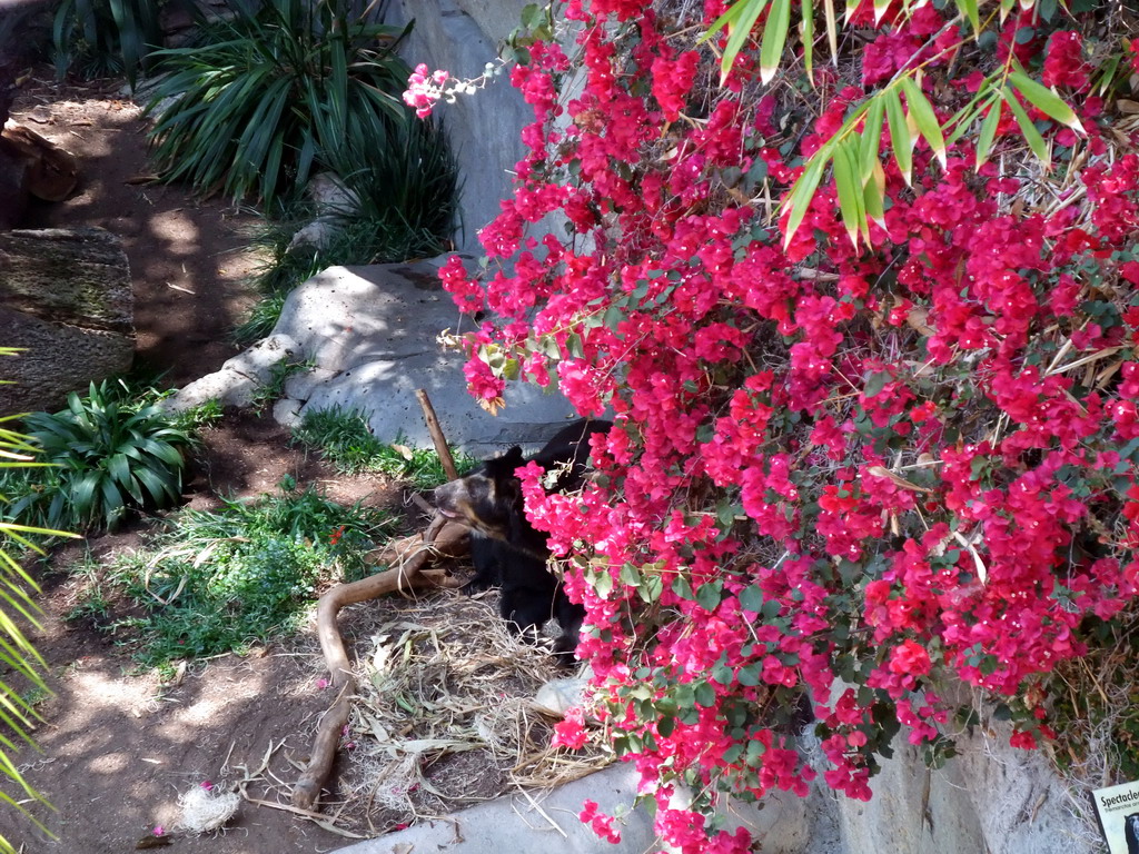 Bear at San Diego Zoo