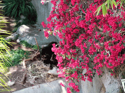 Bears at San Diego Zoo