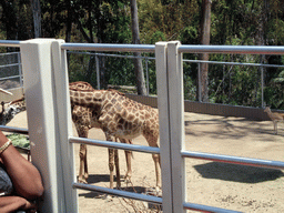 Giraffes at San Diego Zoo