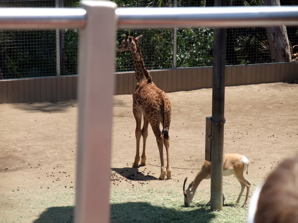 Giraffe and Antelope at San Diego Zoo