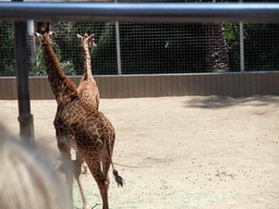 Giraffes at San Diego Zoo