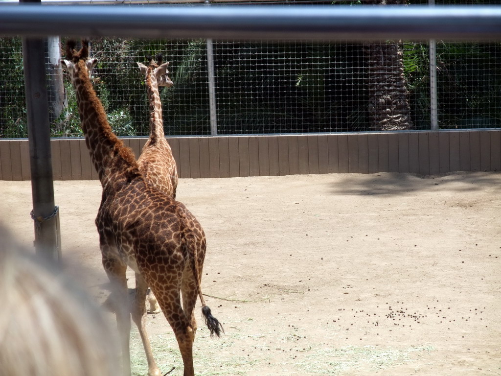 Giraffes at San Diego Zoo