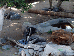Badgers at San Diego Zoo