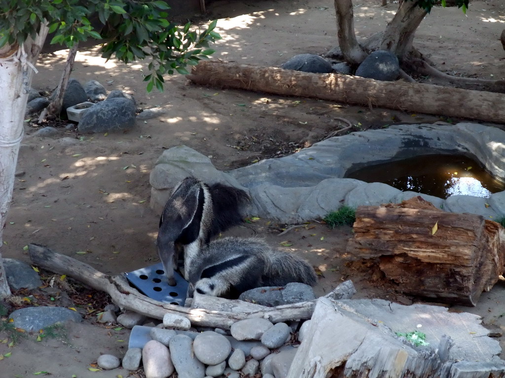 Badgers at San Diego Zoo