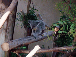 Koala at San Diego Zoo