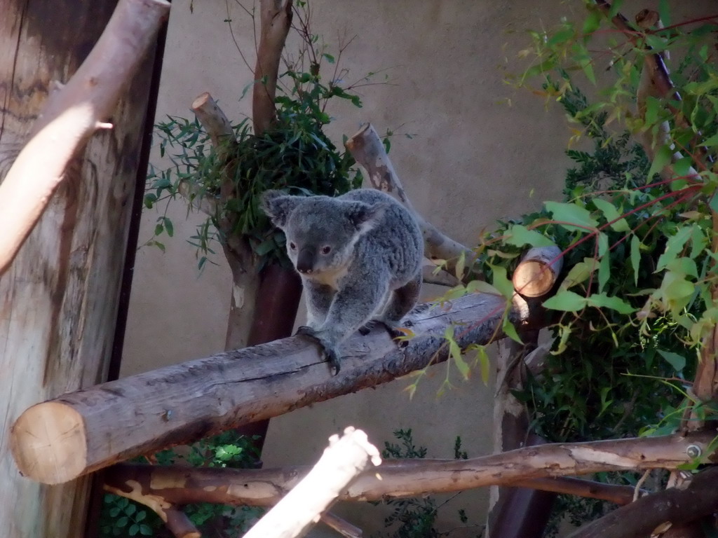 Koala at San Diego Zoo