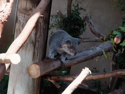 Koala at San Diego Zoo