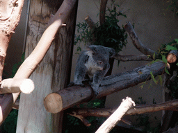 Koala at San Diego Zoo