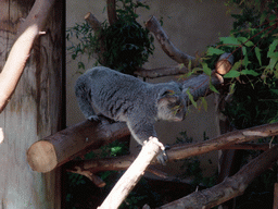 Koala at San Diego Zoo