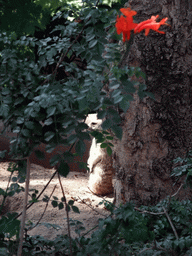 Meerkat at San Diego Zoo