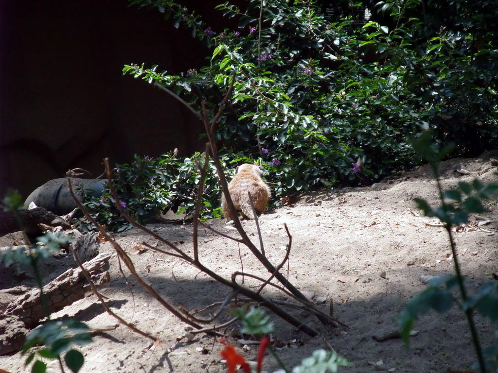 Meerkat at San Diego Zoo