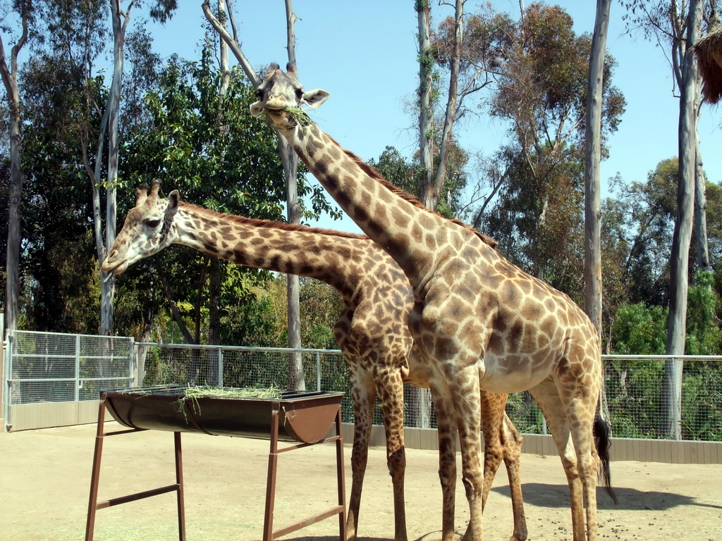 Giraffes at San Diego Zoo