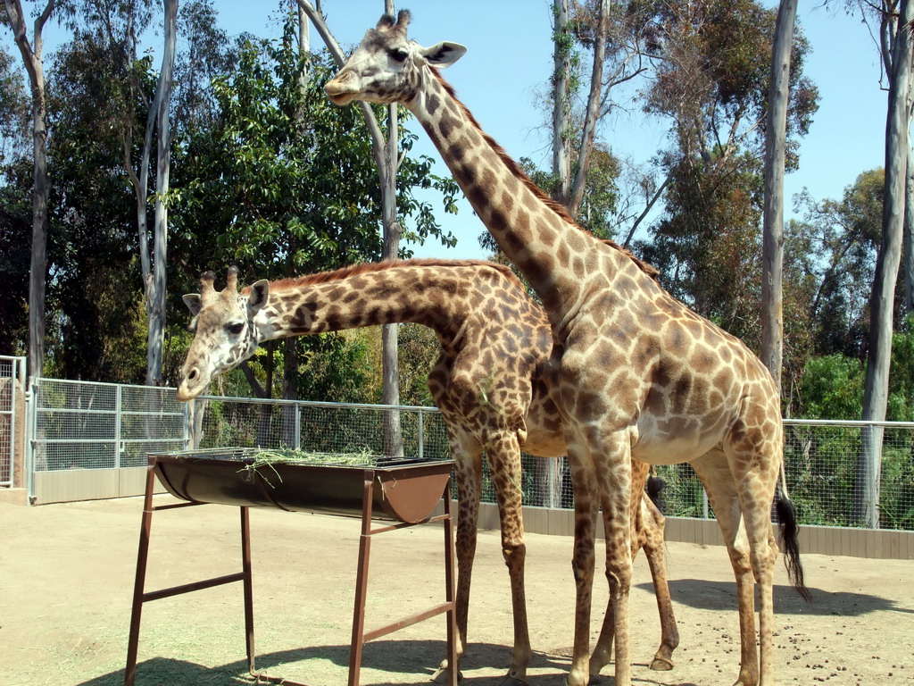 Giraffes at San Diego Zoo