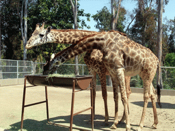 Giraffes at San Diego Zoo