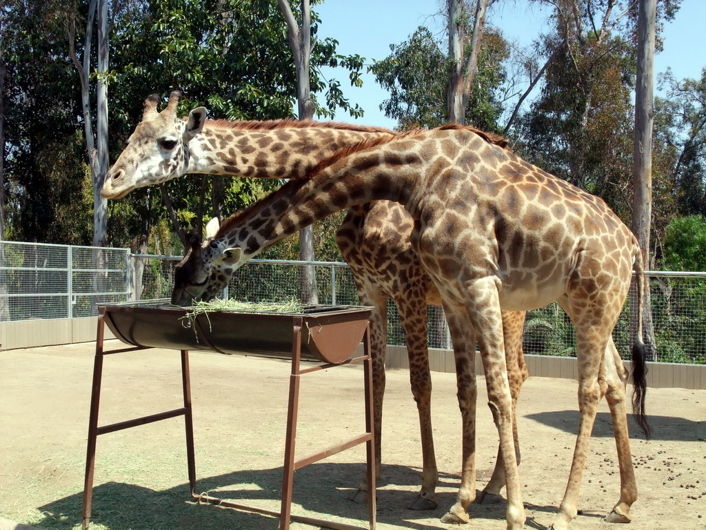 Giraffes at San Diego Zoo