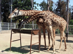 Giraffes at San Diego Zoo