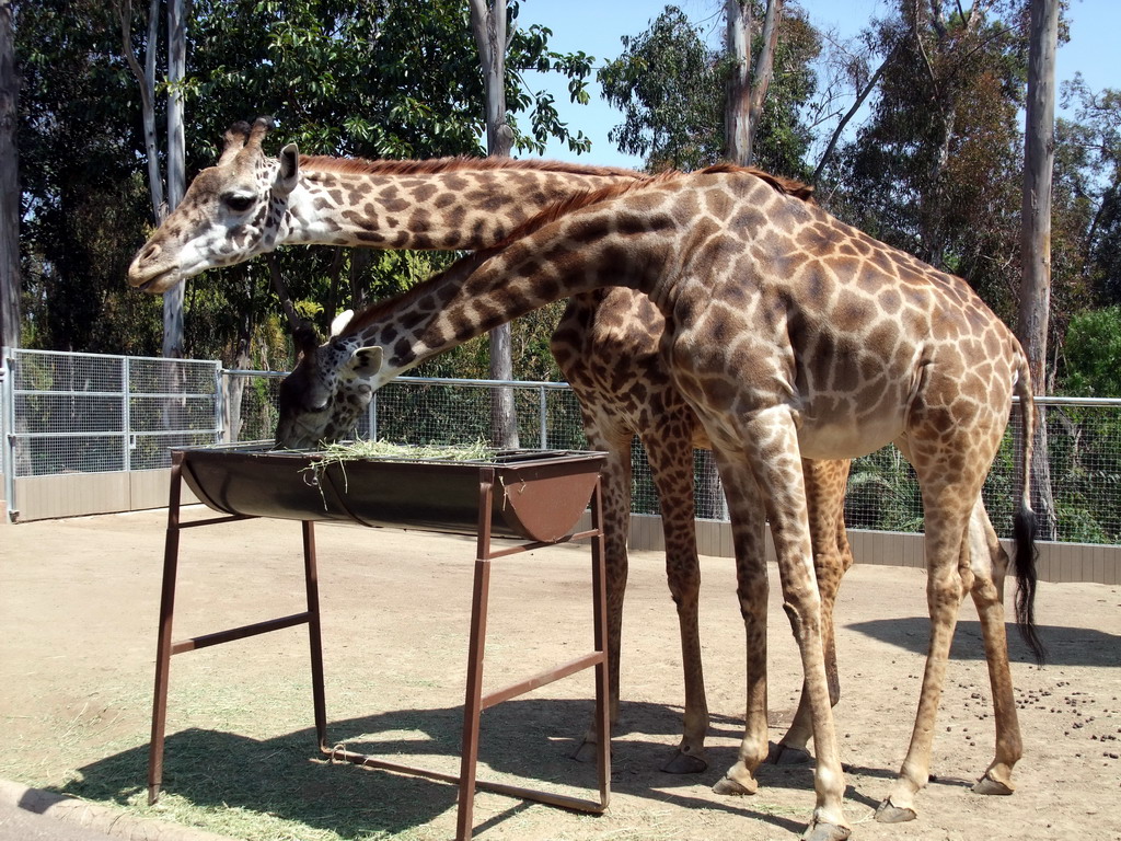 Giraffes at San Diego Zoo