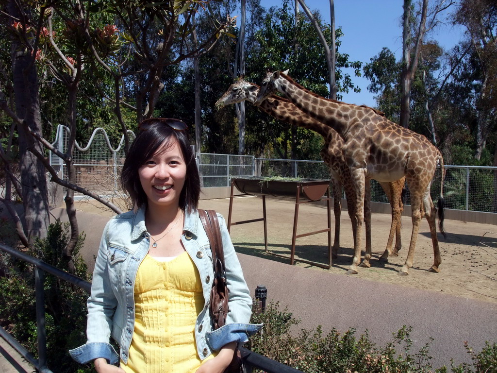 Mengjin with Giraffes at San Diego Zoo