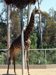 Giraffe at San Diego Zoo