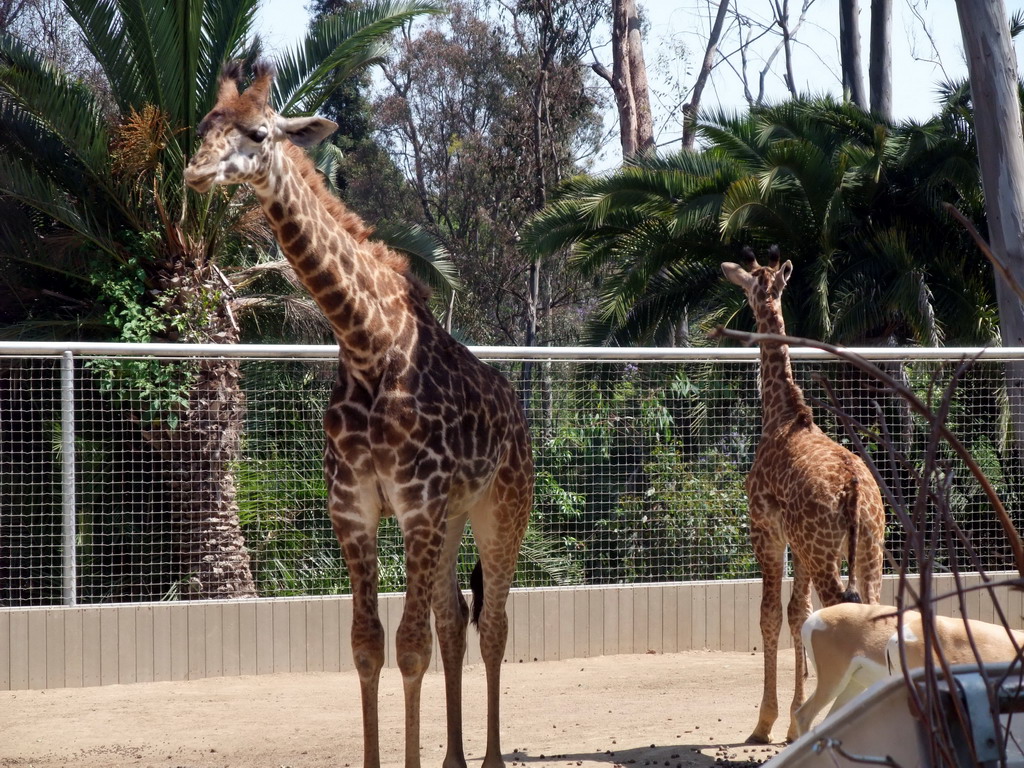 Giraffes at San Diego Zoo