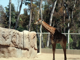 Giraffe at San Diego Zoo