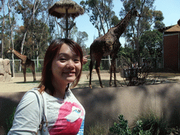 Miaomiao with Giraffes at San Diego Zoo