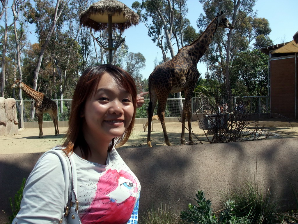 Miaomiao with Giraffes at San Diego Zoo