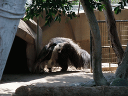 Anteaters at San Diego Zoo