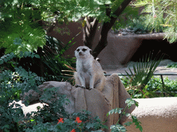 Meerkat at San Diego Zoo