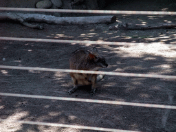 Wallaby at San Diego Zoo
