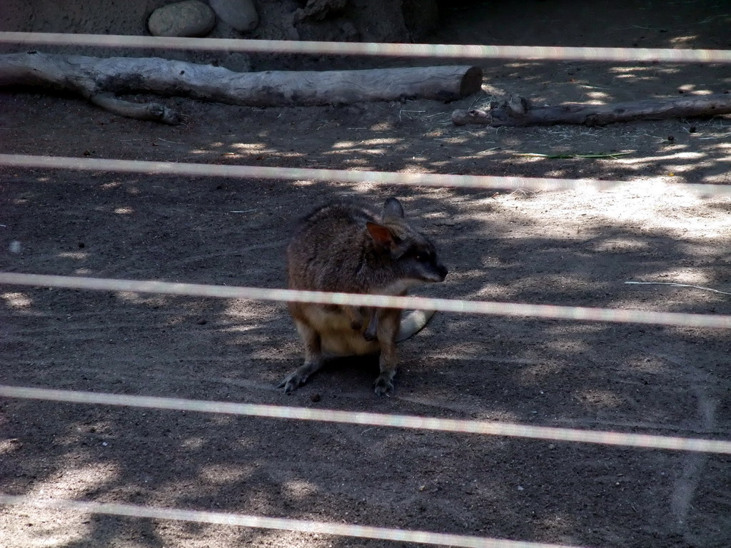 Wallaby at San Diego Zoo