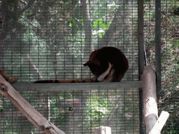 Tree-kangaroo at San Diego Zoo