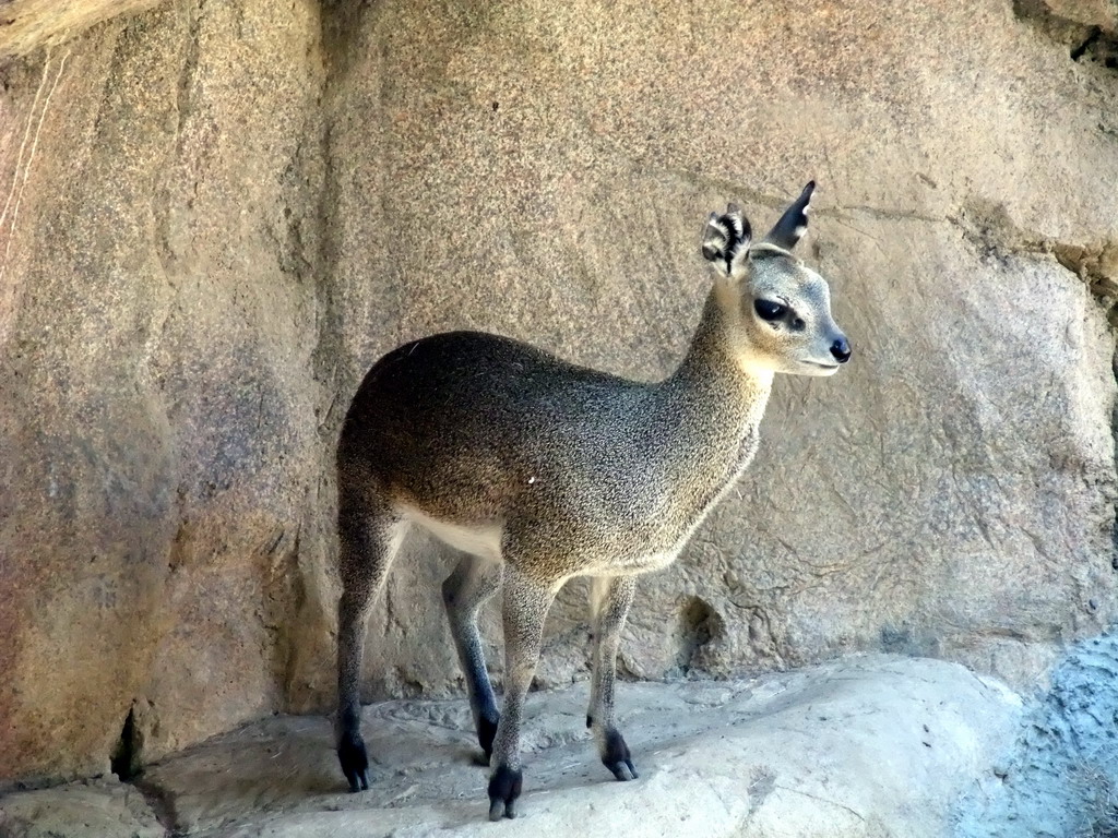 Klipspringer at San Diego Zoo