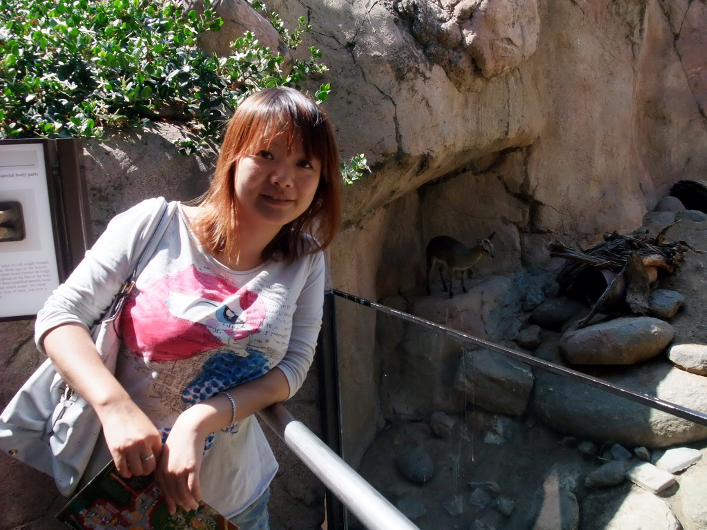 Miaomiao with Klipspringer at San Diego Zoo