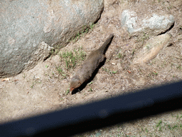 Prairie Dog at San Diego Zoo