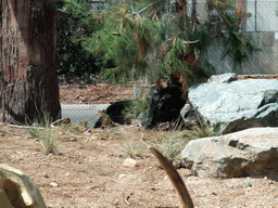 California Condors at San Diego Zoo