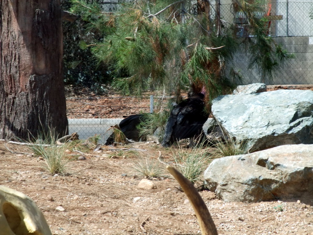 California Condors at San Diego Zoo