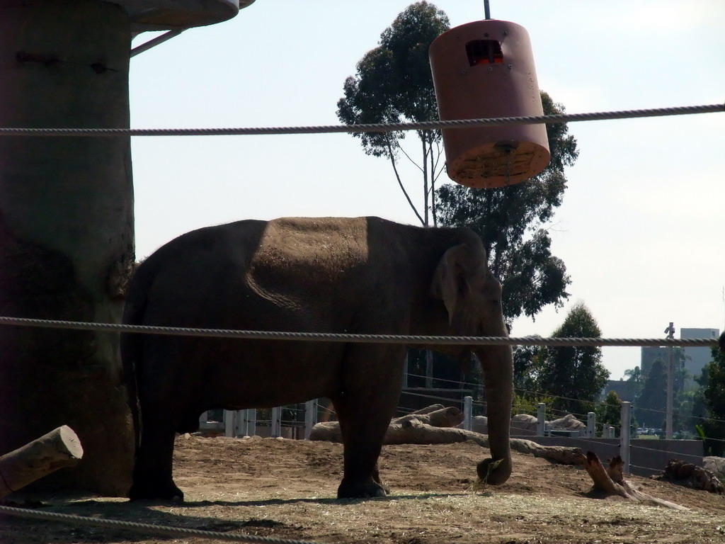 Elephant at San Diego Zoo