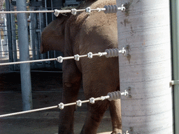 Elephant at San Diego Zoo