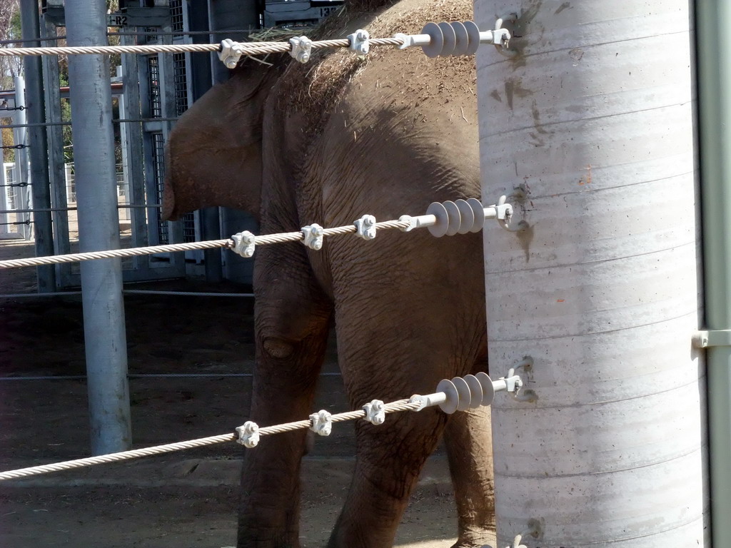 Elephant at San Diego Zoo