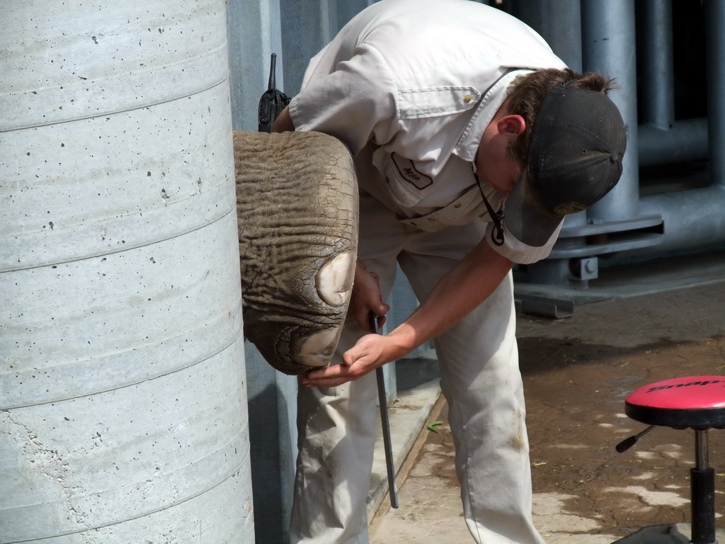 Zoo keeper checking an Elephant`s foot