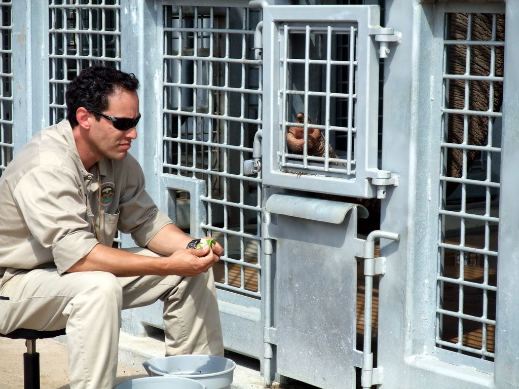 Zoo keeper feeding an Elephant