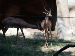 Antelopes at San Diego Zoo