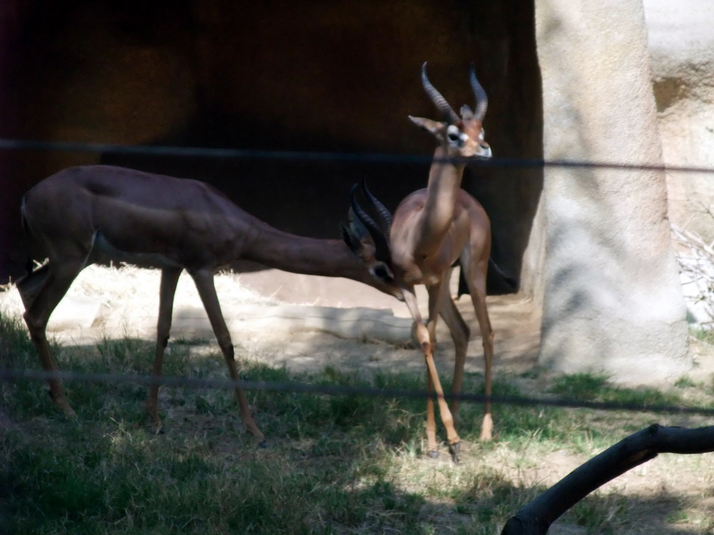 Antelopes at San Diego Zoo